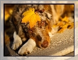 Owczarek australijski, Australian shepherd, Li