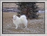 Samojed, choinka